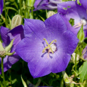 Blue Clip Campanula