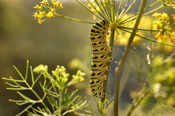 Creating a butterfly garden - caterpillar