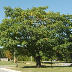 Common Hackberry