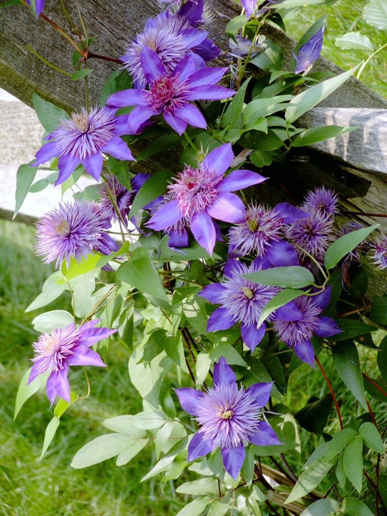 Clematis