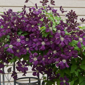 Jackman Clematis