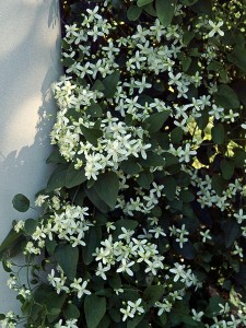 Sweet Autumn Clematis