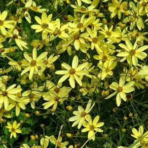 Moonbeam Coreopsis