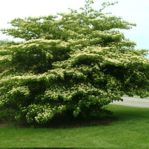 Pagoda dogwood