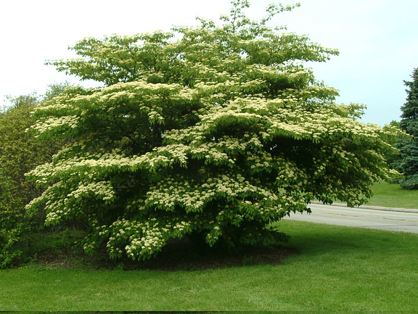 Pagoda dogwood