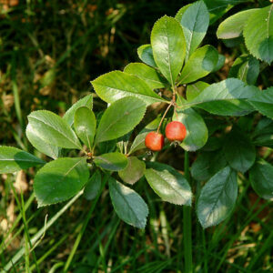 Thornless Cockspur Hawthorn