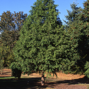 Dawn Redwood tree