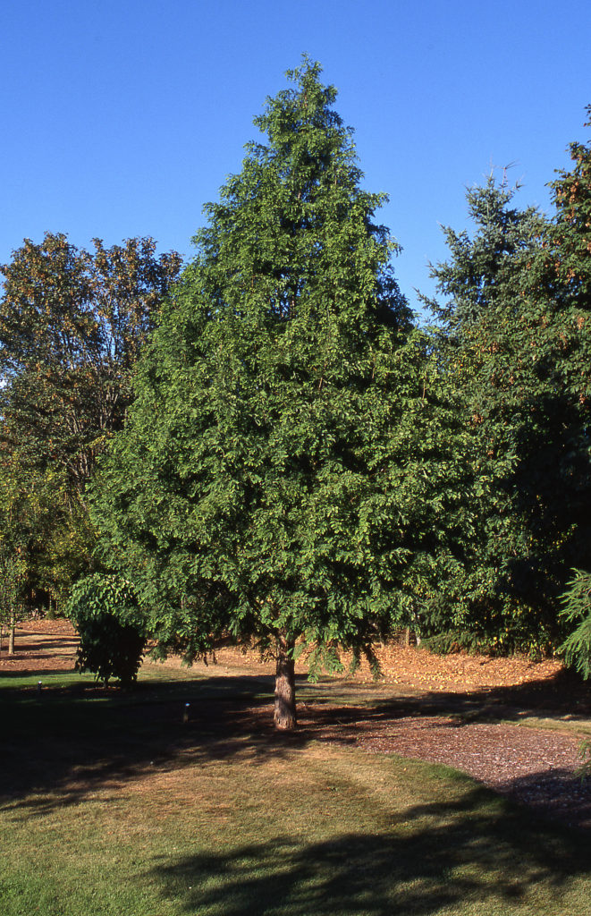 Dawn Redwood tree