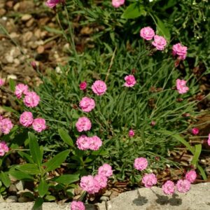 Tiny Rubies Dianthus