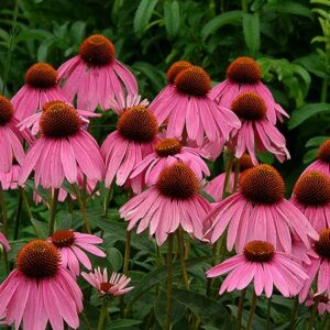 Purple Coneflower