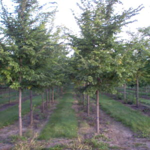 Prospector Elm