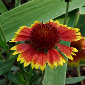 Goblin Blanket Flower