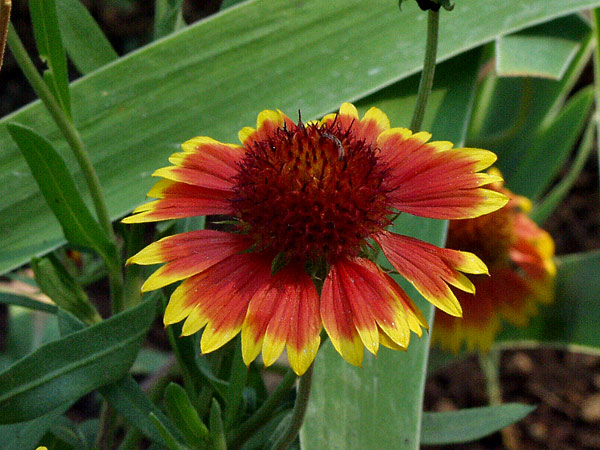 Goblin Blanket Flower