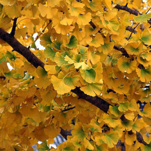 Princeton Sentry Gingko