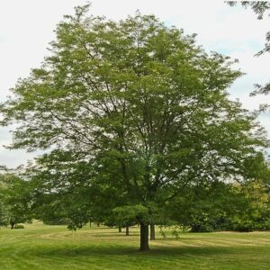 Shademaster Thornless Honeylocust