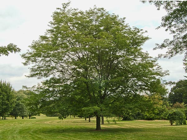 Shademaster Thornless Honeylocust