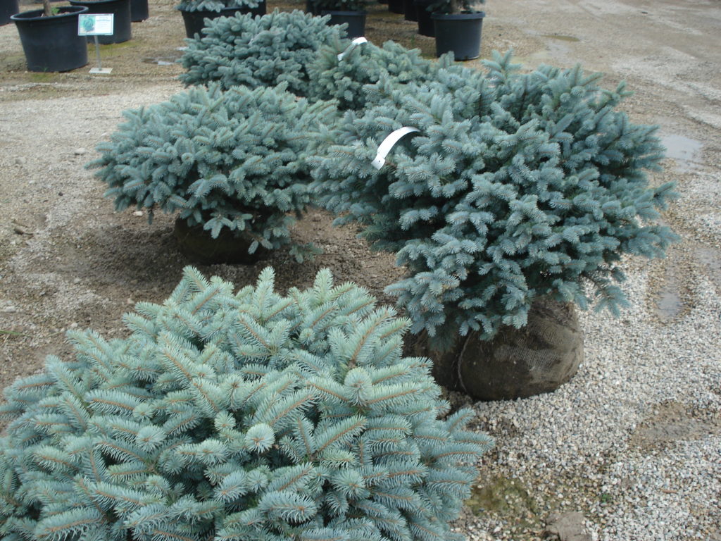 Globe Blue Spruce