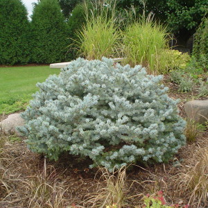 Globe Colorado Spruce