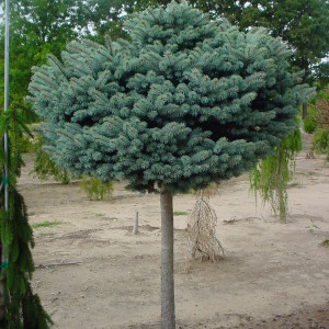 Globe Colorado Spruce on Standard