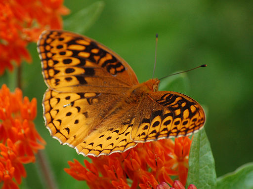 Great Spangled Fritillary on Butterfly Weed flowers.
