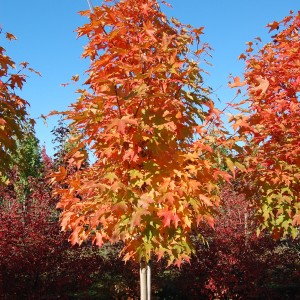 Green Mountain Sugar Maple