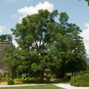 Kentucky Coffeetree