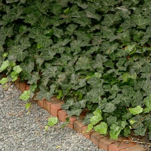 Throndale English Ivy