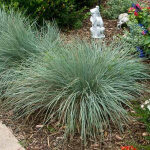 Blue Oat Grass