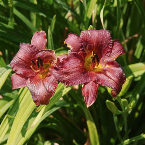 Little Wine Cup Daylily