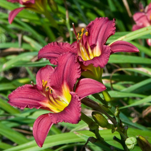 Pardon Me Daylily