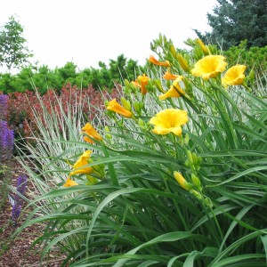 Stella de Oro Daylily