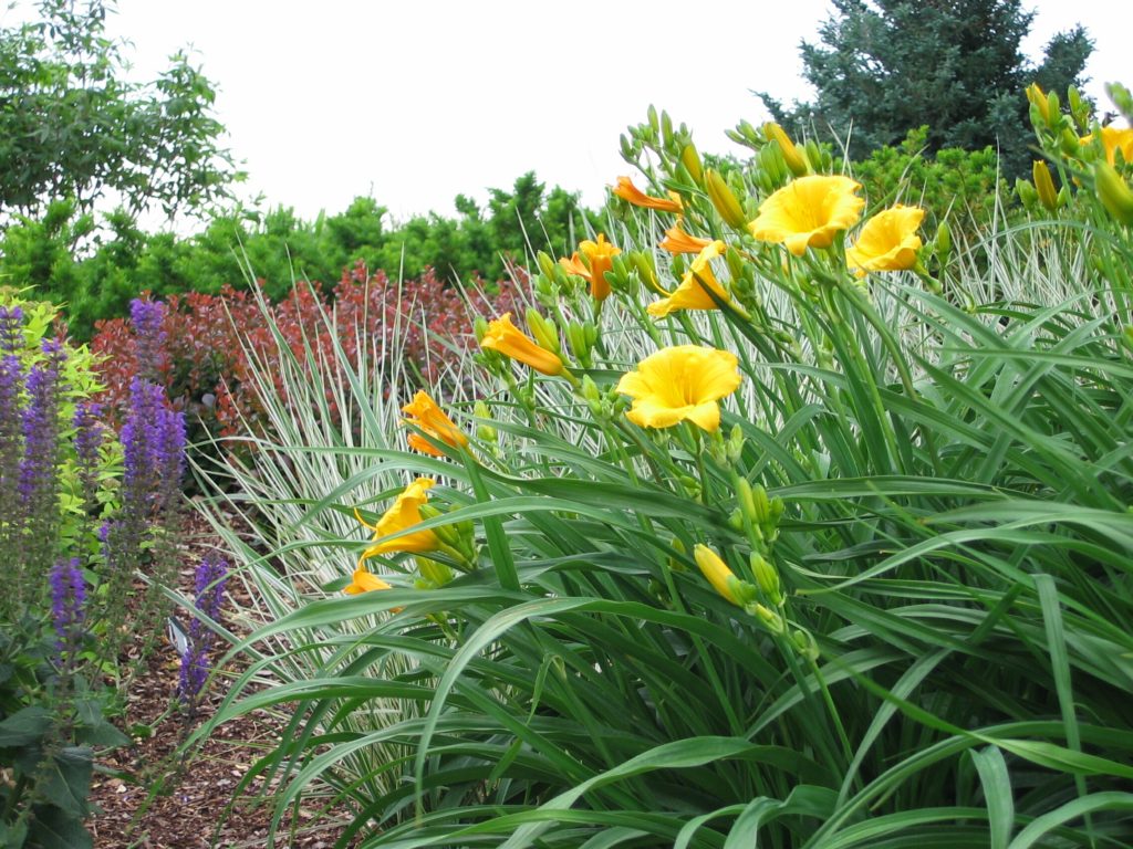 Stella de Oro Daylily