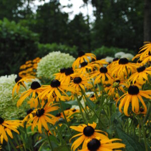 Black Eyed Susans