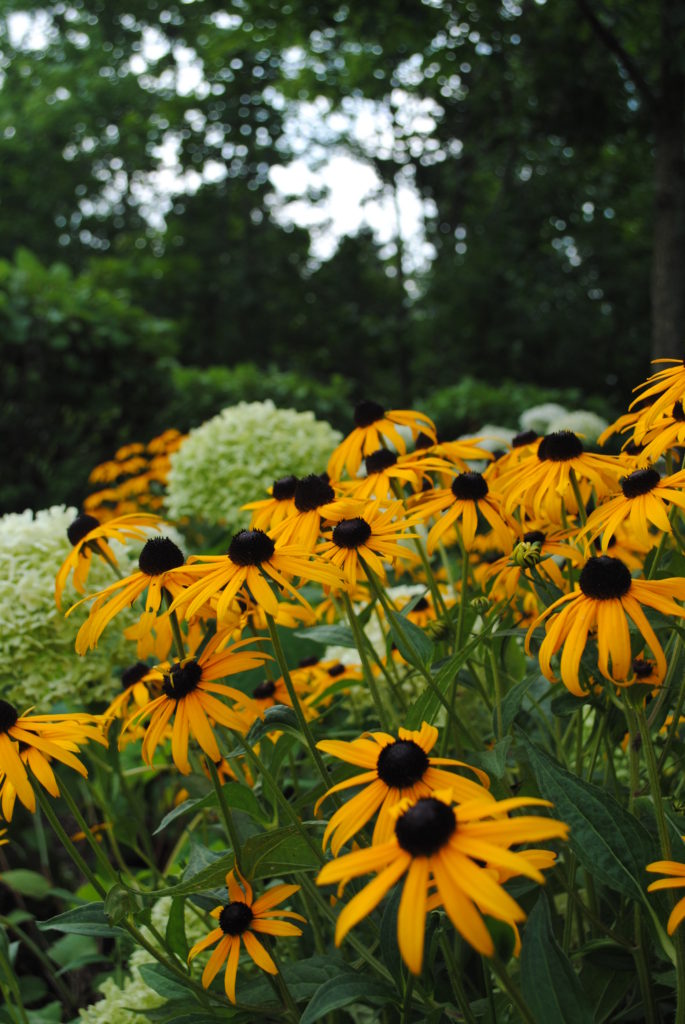 Black Eyed Susans