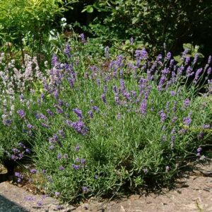 Munstead Lavender