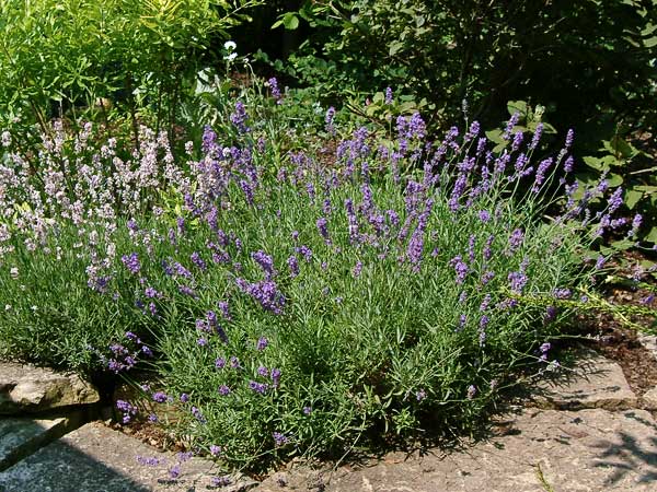 Lavandula angustifolia 'Munstead' Munstead Lavender