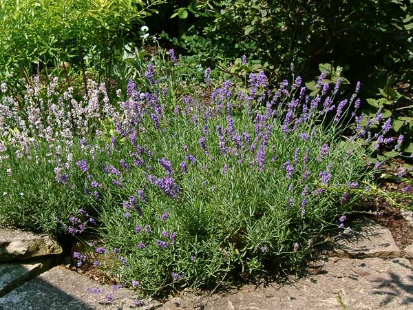 Munstead Lavender