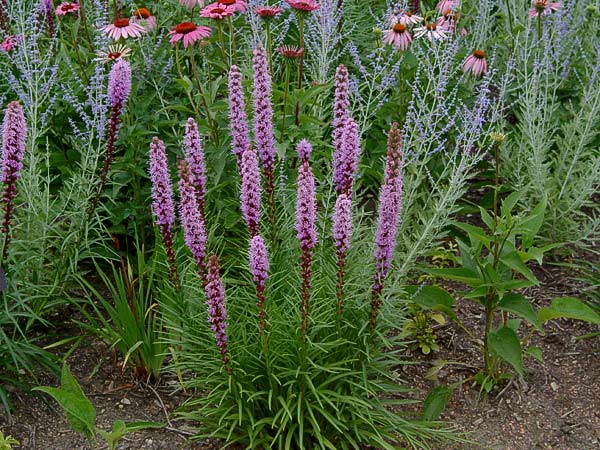 Liatris Kobold