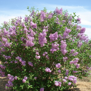 Persian Lilac