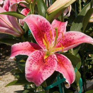 Stargazer Lily