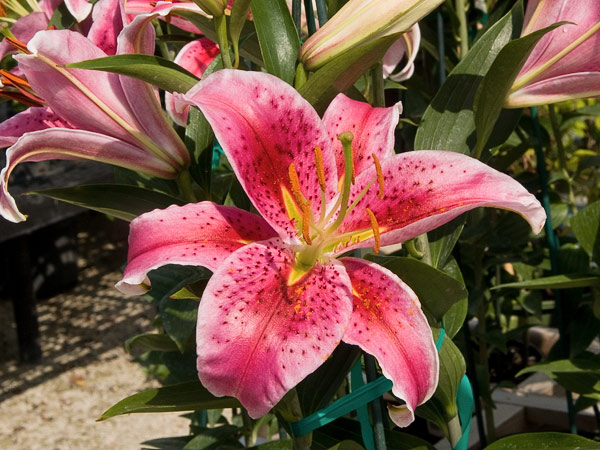 Stargazer Lily