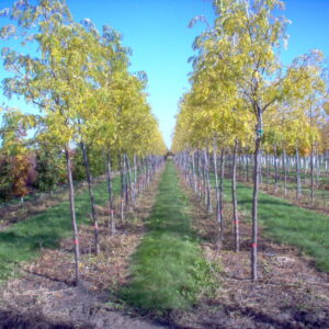 Skyline Honeylocust