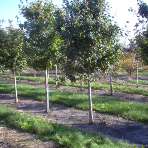 Emerald Queen Maple