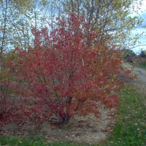 Flame Amur Maple