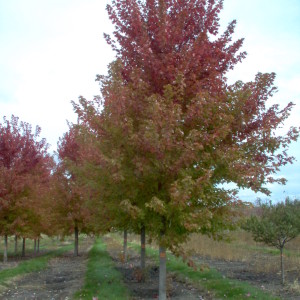 Autumn Blaze Maple