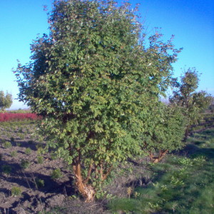 Paperbark Maple