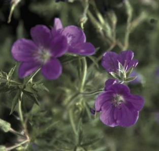 Maxfrei Geranium