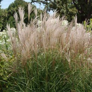 Gracillimus Maiden Grass