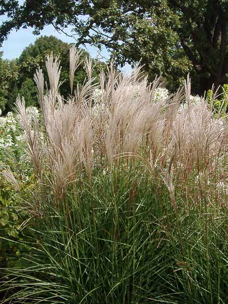 Gracillimus Maiden Grass