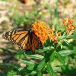 Monarch butterfly on Butterflyweed.